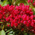 Kalmia latifolia 'Stoplight'  - Stoplight Mountain Laurel