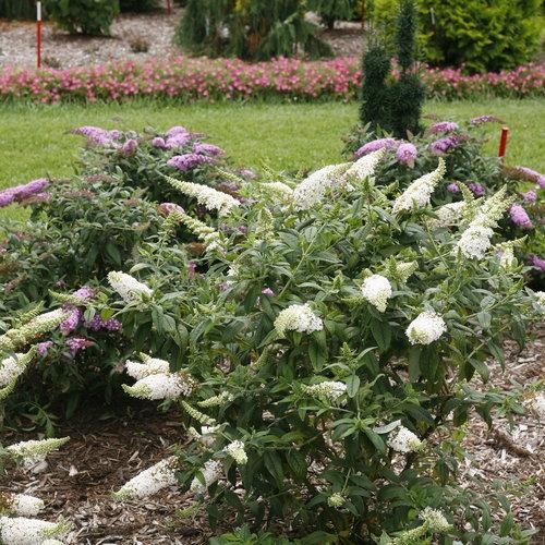 Buddleia x 'SMNBDW' PP 28,795  - Pugster White® Butterfly Bush