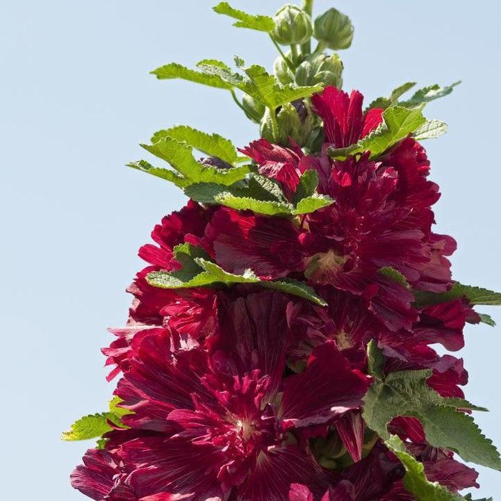 Alcea rosea 'Spring Celebrities Crimson'  - Spring Celebrities™  Crimson Hollyhock