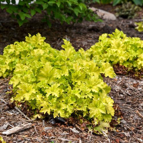 Heuchera 'Apple Twist' PP31,221  - PW® Dolce® Apple Twist Heuchera