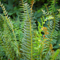 Polystichum acrostichoides  - Christmas Fern