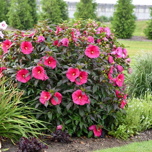 Hibiscus 'Evening Rose' PP33,366  - Summerific® Evening Rose Hibiscus