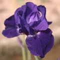 Iris germanica 'Halston'  - Halston Bearded Iris