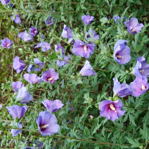 Hibiscus x 'Minsybv3s01'  - Paraplu Violet® Rose of Sharon