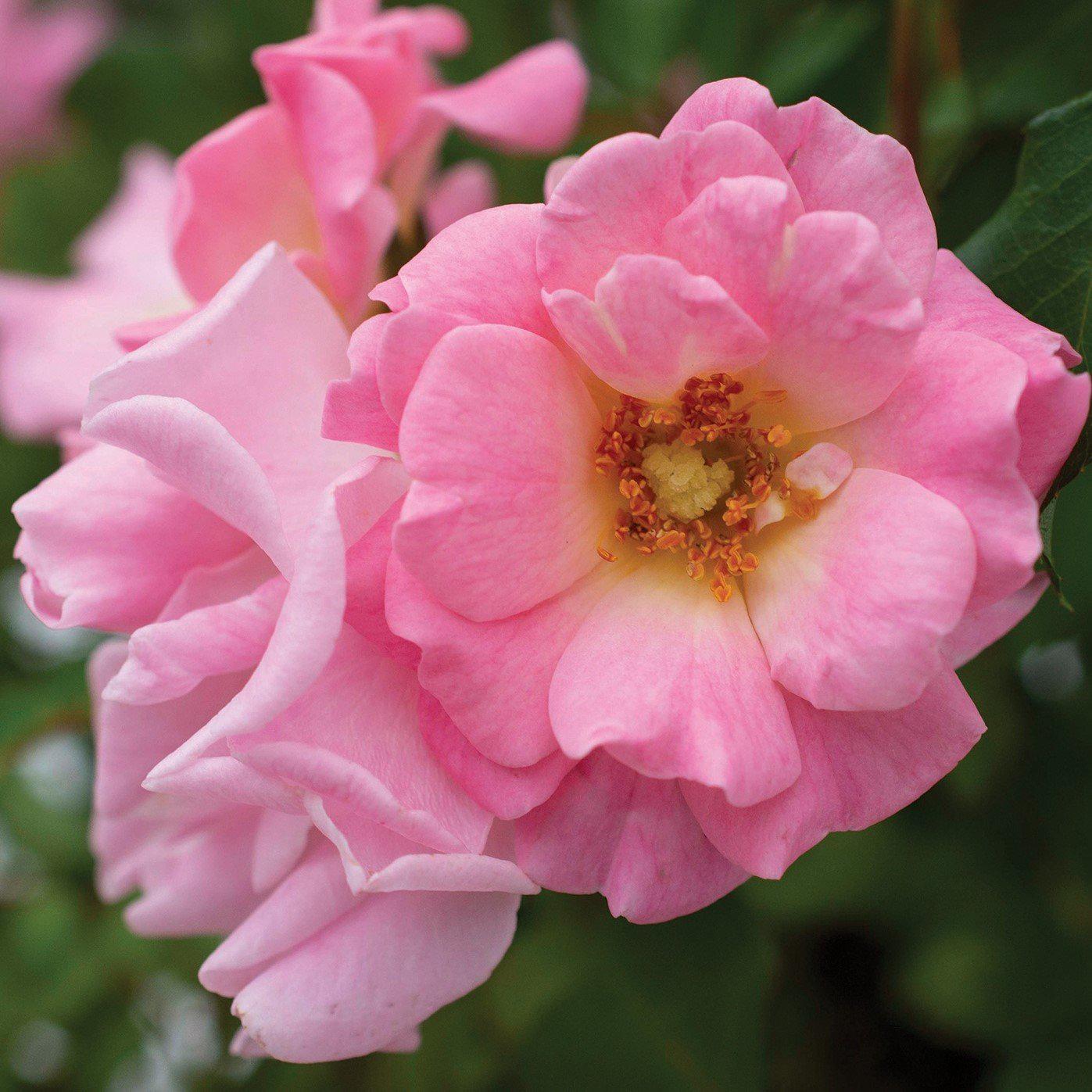 Rosa 'Meifranjin' PP 33,507 - Blushing Drift® Rose – Green Valley ...