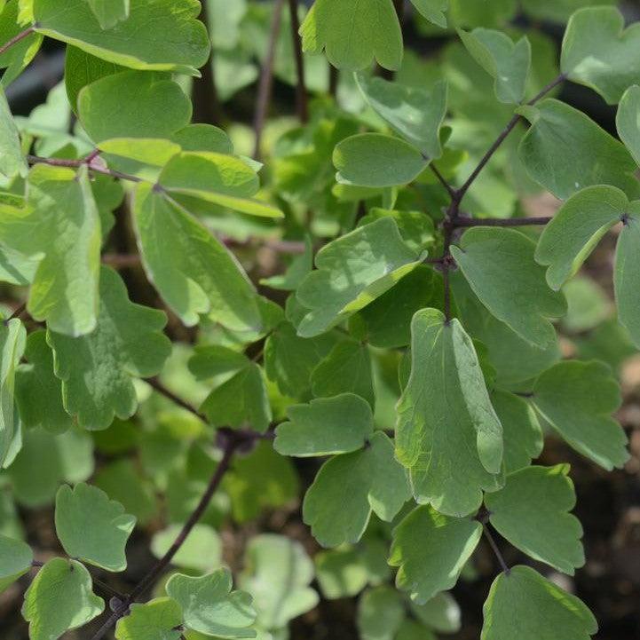 Thalictrum 'TNTNW'  - Nimbus™ White Meadow-Rue