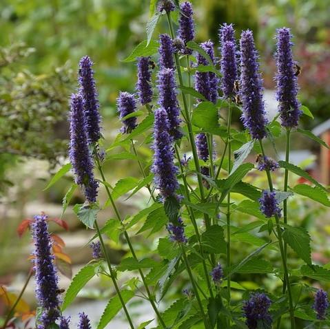 Agastache x 'Black Adder'  - Black Adder Giant Hyssop