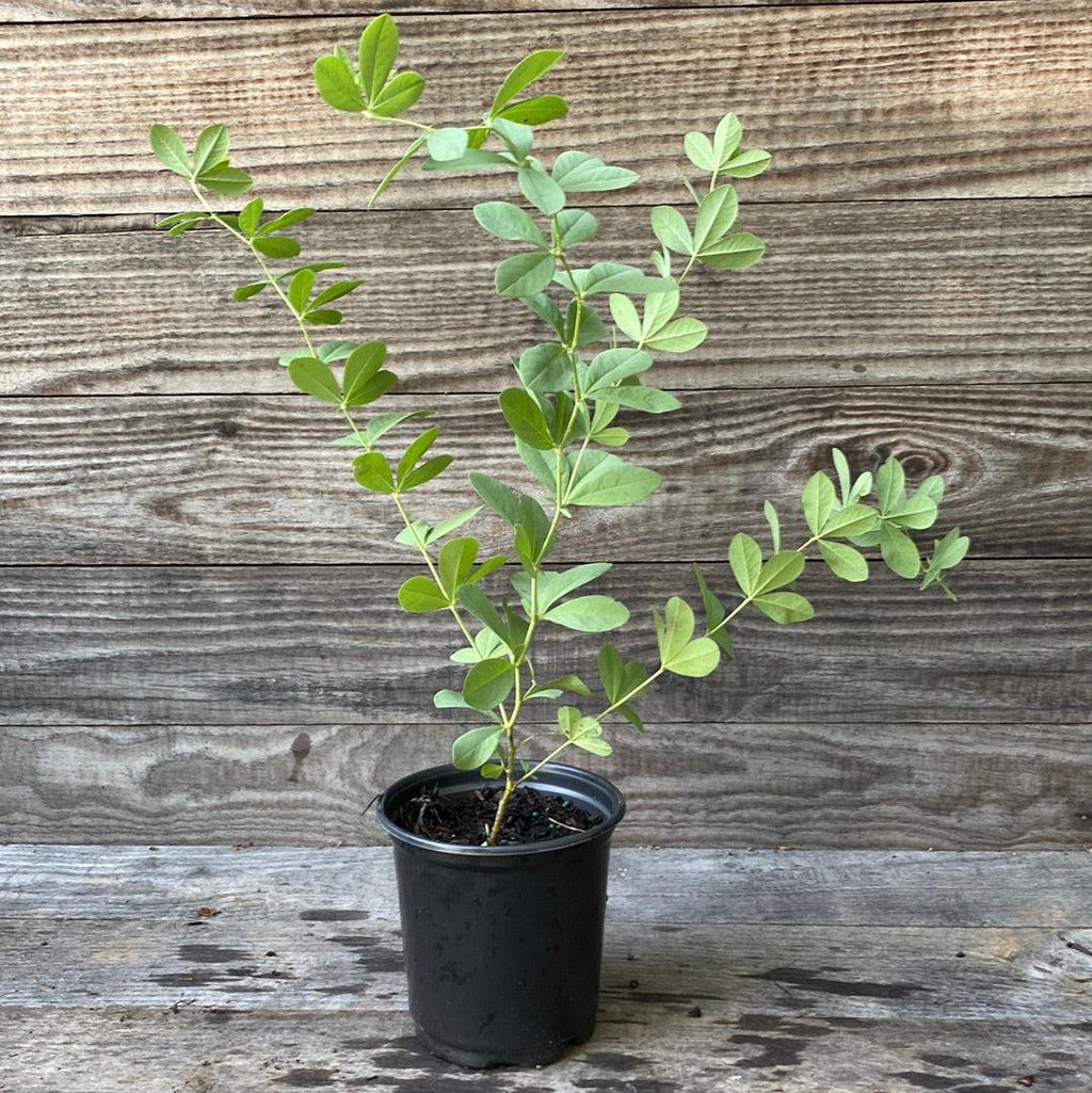 Baptisia australis  - Blue False Indigo