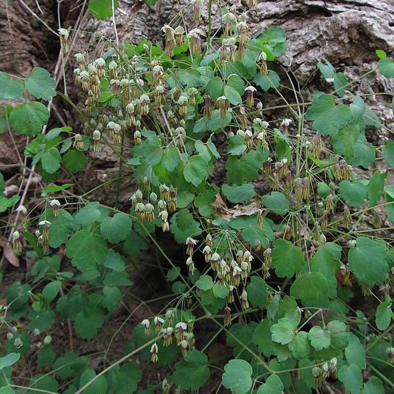 Thalictrum dioicum  - Early Meadow-Rue