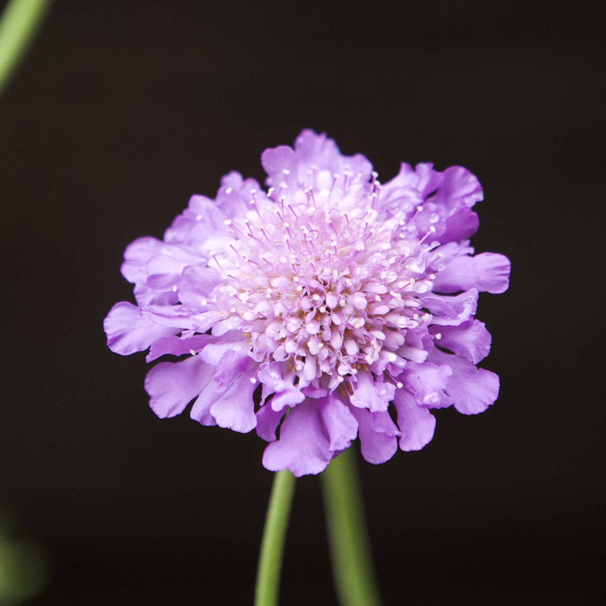 Scabiosa columbaria 'Butterfly Blue'  - Butterfly Blue Pincushion Flower