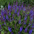 Salvia nemorosa ‘Violet Profusion’  - Violet Profusion Meadow Sage
