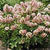 Hydrangea quercifolia 'Munchkin'  - Munchkin Hydrangea