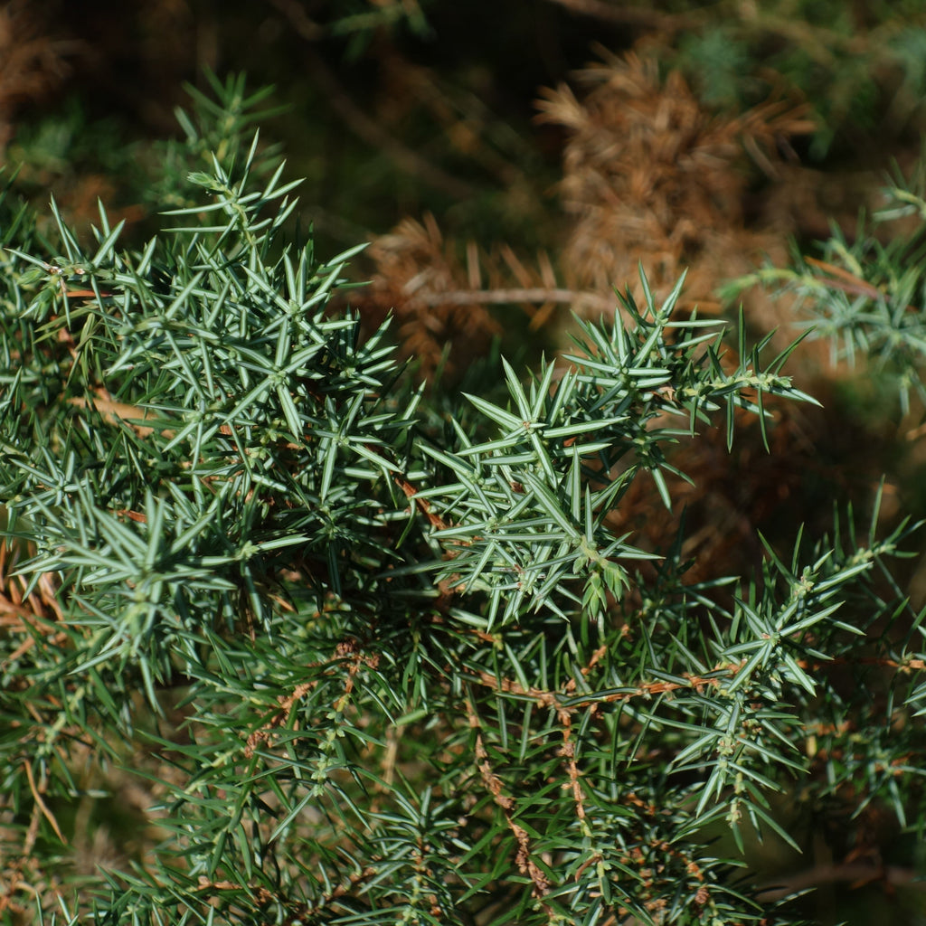 Juniperus communis 'Compressa'  - Pencil Point Juniper
