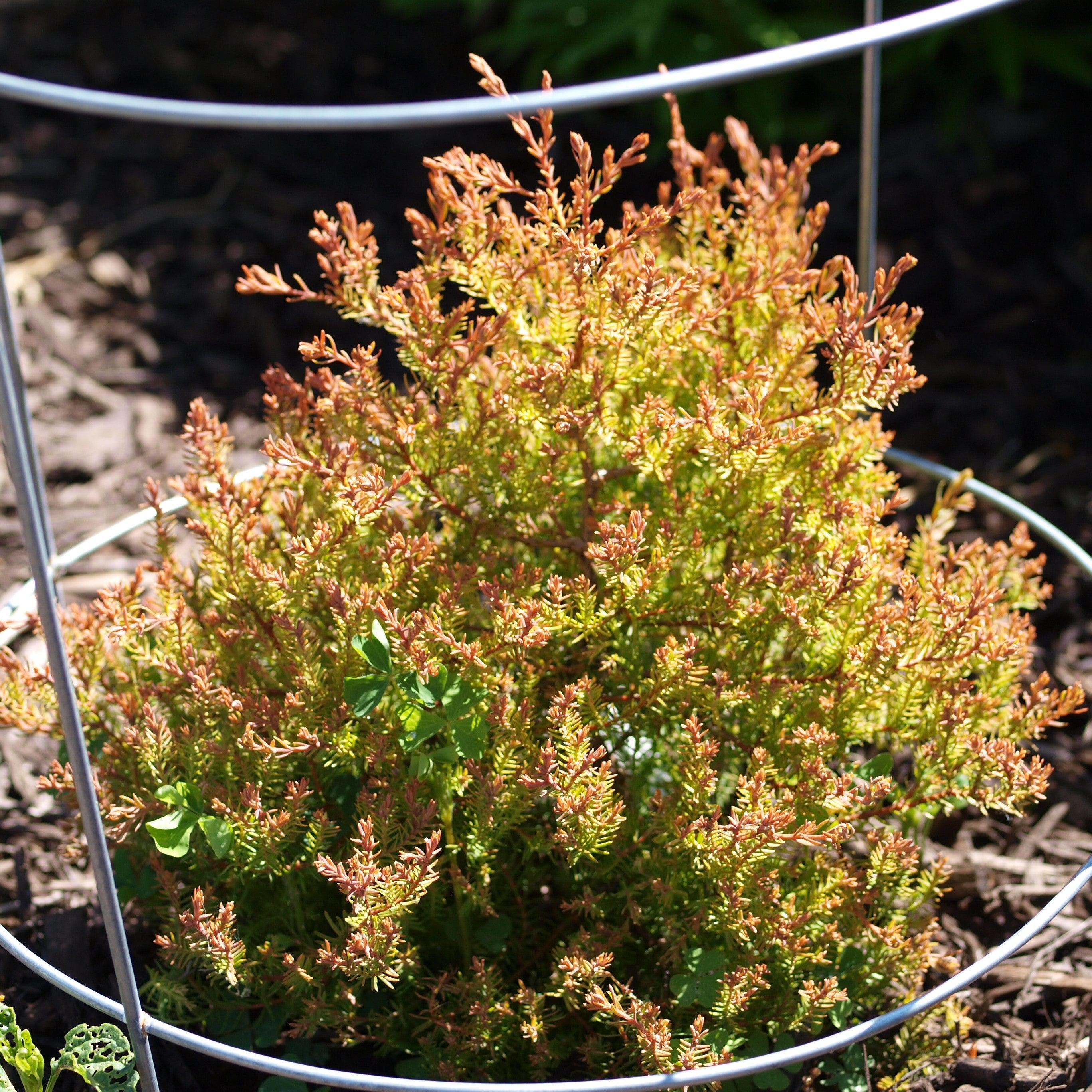 Thuja occidentalis 'Congabe' PP19,009  - Fire Chief™ Globe Arborvitae