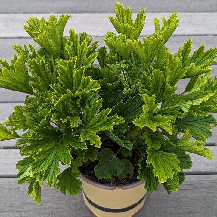 Pelargonium x 'Orange Fizz'  - Orange Fizz Scented Geranium