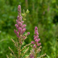 Spiraea tomentosa  - Steeplebush