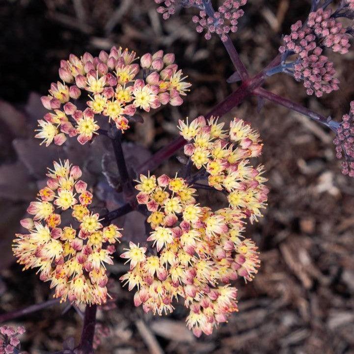 Sedum x 'Holtpupascho093'  - Puff Pastry™ White Chocolate Stonecrop