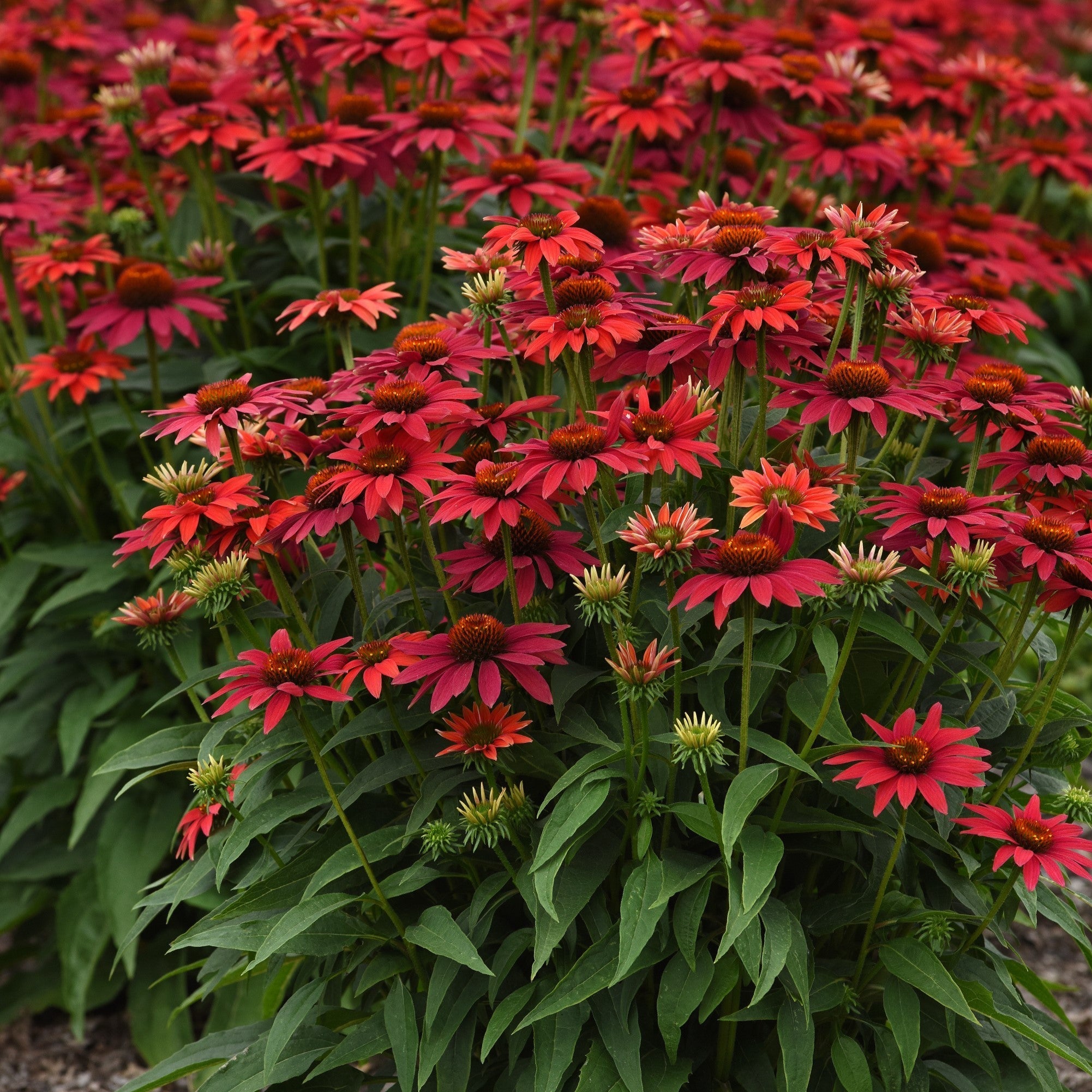 Echinacea 'Balsomtresgo'  - Sombrero® Tres Amigos Coneflower