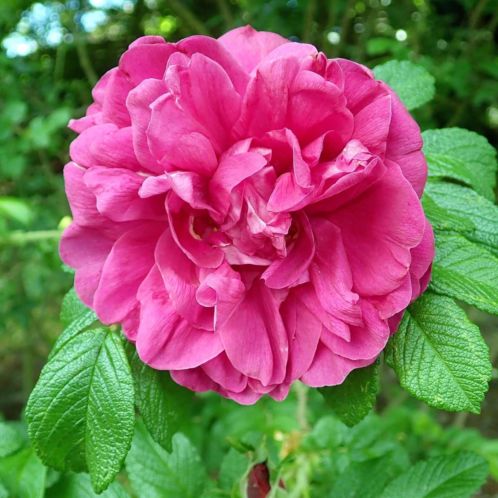 Rosa rugosa 'Hansa'  - Hansa Rugosa Rose