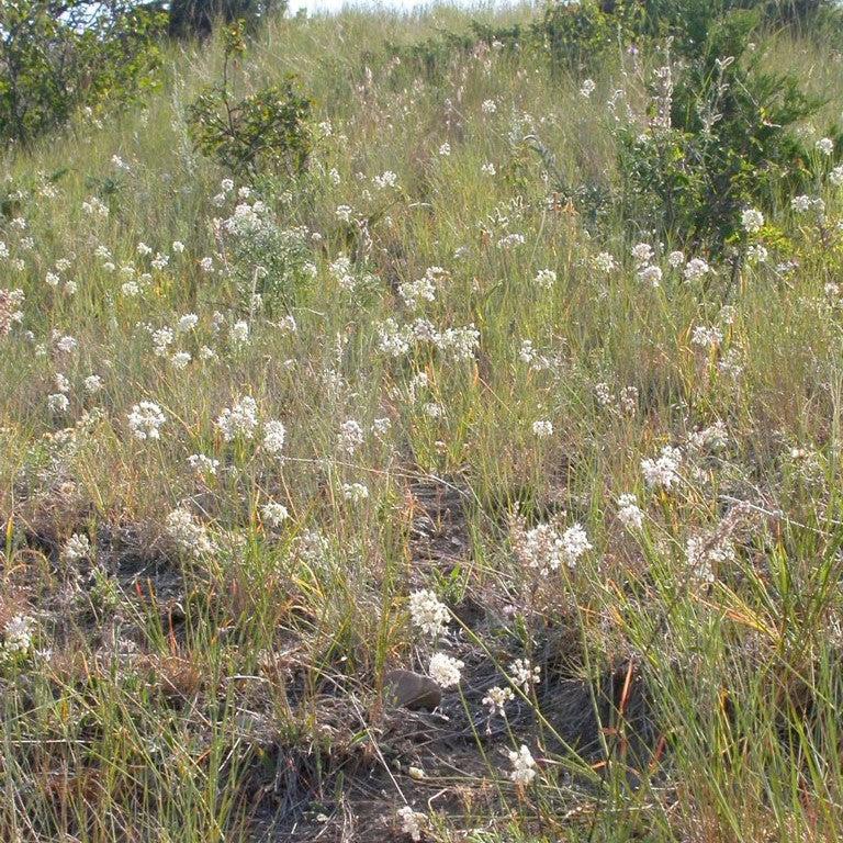 Allium cernuum  - Nodding Onion