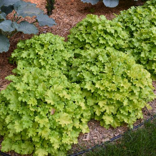 Heuchera 'Apple Twist' PP31,221  - PW® Dolce® Apple Twist Heuchera