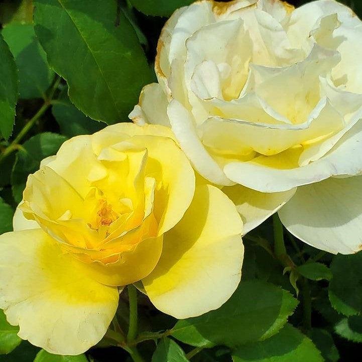 Rosa 'BAIage'  - Easy Elegance® High Voltage Rose