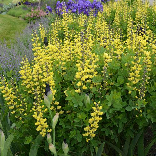 Baptisia 'Lemon Meringue'  - Decadence® Lemon Meringue Baptisia