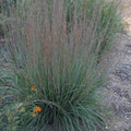 Schizachyrium scoparium 'MinnblueA' PP #17,310  - Blue Heaven Little Bluestem