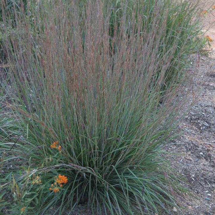 Schizachyrium scoparium 'MinnblueA' PP #17,310  - Blue Heaven Little Bluestem