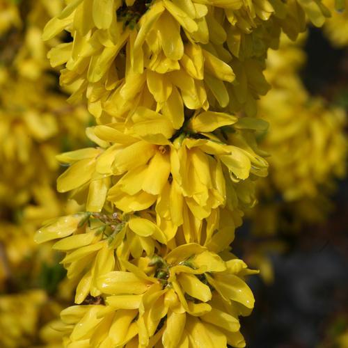 Forsythia x 'Minfor6'  - Show Off Starlet® Forsythia
