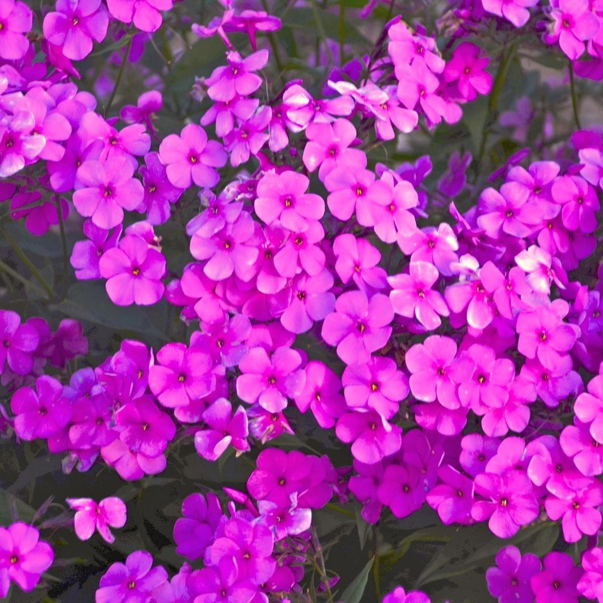 Phlox 'Cloudburst'  - Cloudburst Phlox