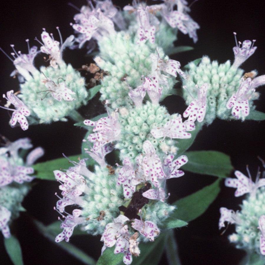 Pycnanthemum virginianum  - Virginia Mountain Mint