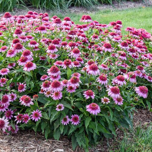 Echinacea 'Everything's Rosy'  - Double Coded® Everything's Rosy Echinacea