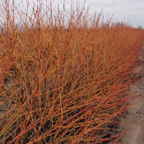 Cornus sanguinea 'Cato'  - Arctic Sun® Dogwood