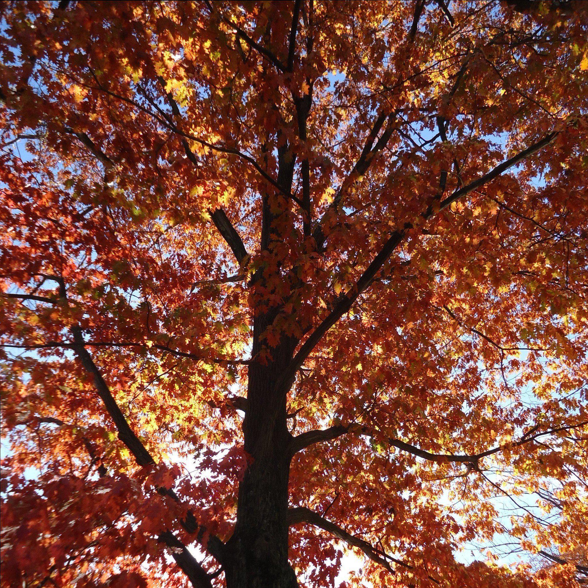 Quercus rubra  - Northern Red Oak