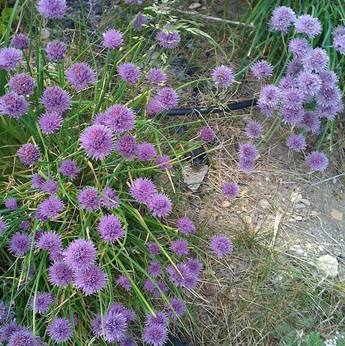 Allium 'Medusa'  - Medusa Ornamental Onion