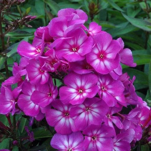 Grape Lollipop Phlox (Phlox paniculata) — Fragrant Native Purple Perennial