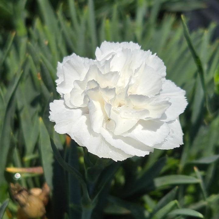 Dianthus 'Whipped Cream'  -  PW® Fruit Punch® Whipped Cream Dianthus