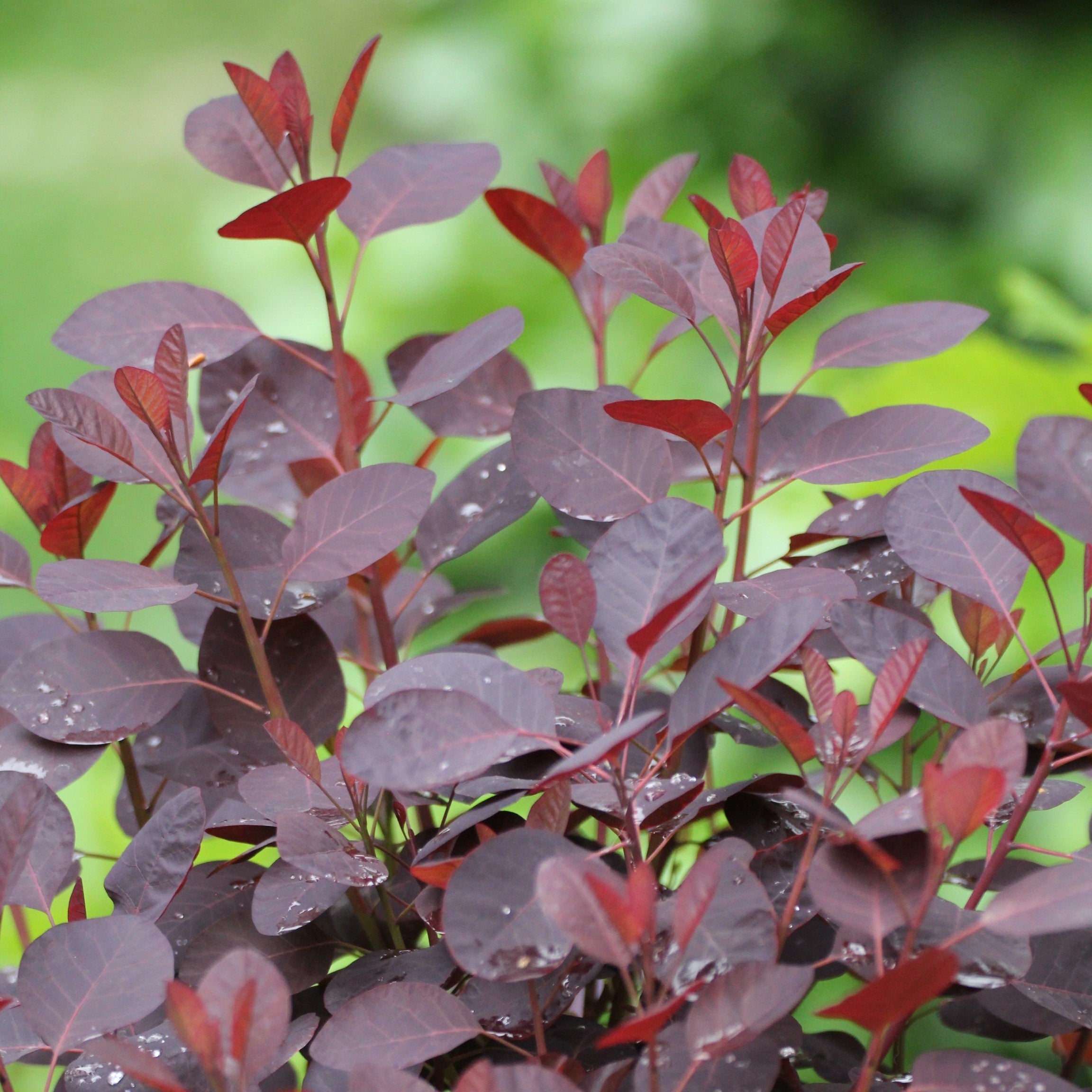 Cotinus coggygria 'Cotsidh5'  - Velveteeny™ Dwarf Purple Smoke Bush