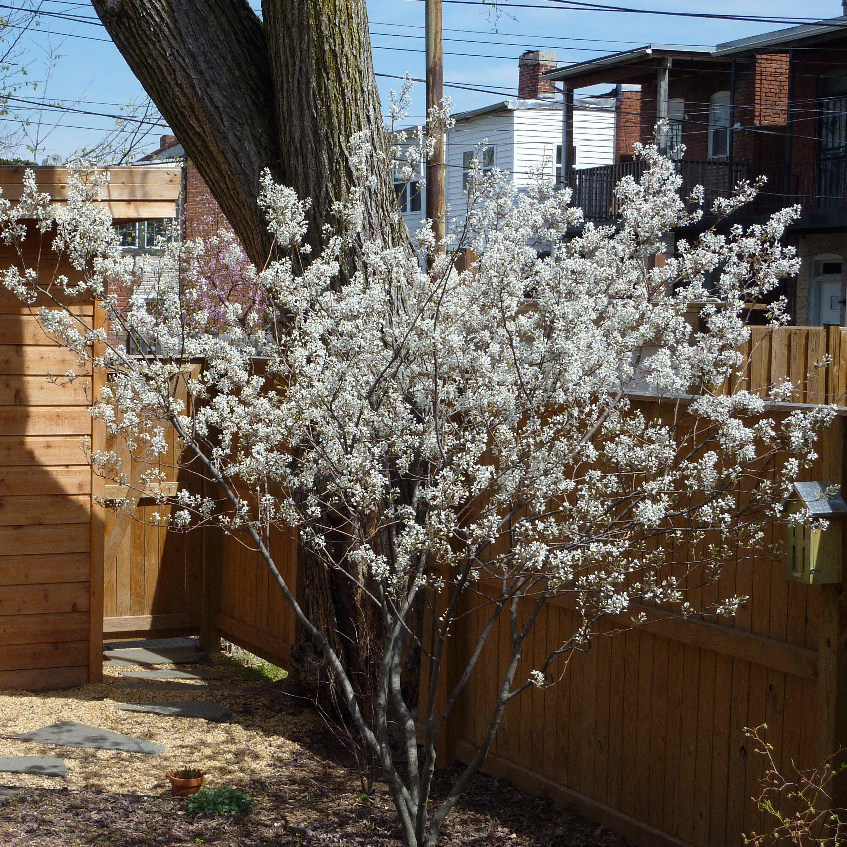 Amelanchier x grandiflora 'Autumn Brilliance'  - Autumn Brilliance Apple Serviceberry