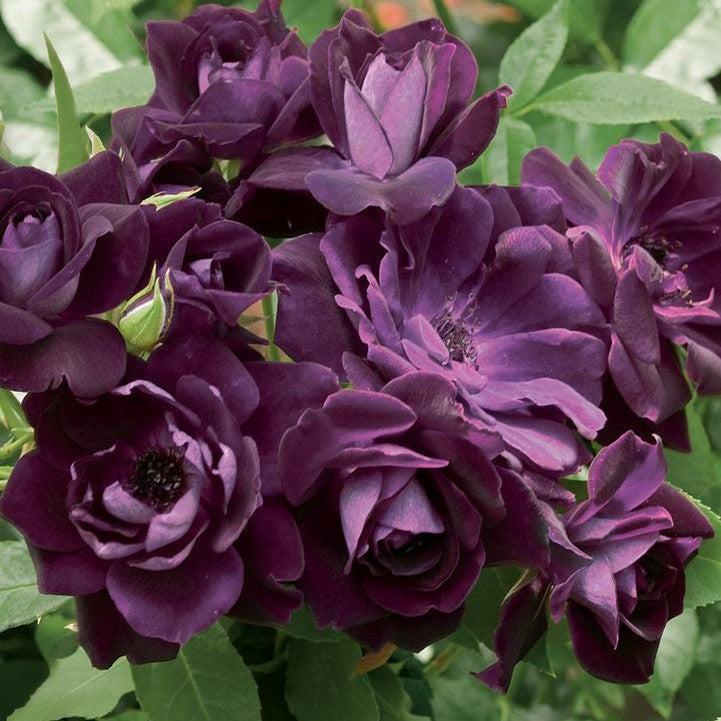 Rosa 'Prose'  - Burgundy Iceberg Rose