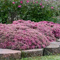 Popstar Stonecrop (Sedum 'Popstar') — Drought-Tolerant Pink Succulent Perennial