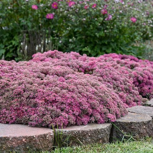 Popstar Stonecrop (Sedum 'Popstar') — Drought-Tolerant Pink Succulent Perennial