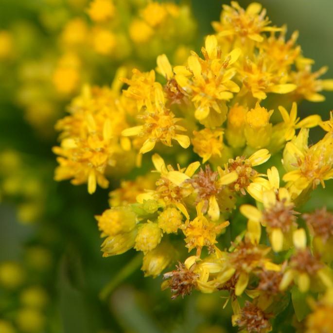 Solidago sempervirens  - Seaside Goldenrod