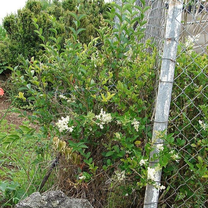 Ligustrum ovalifolium  - California Privet