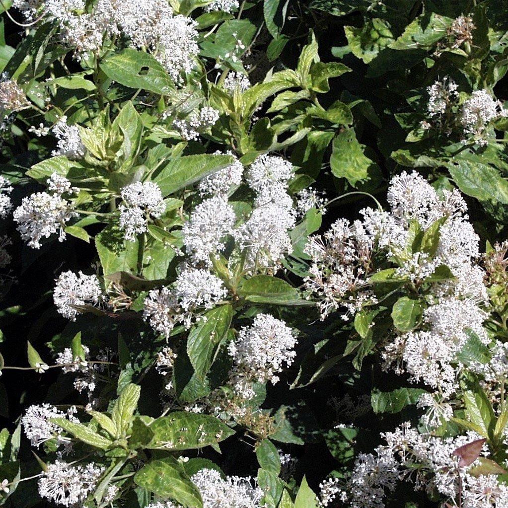 Ceanothus americanus  - New Jersey Tea