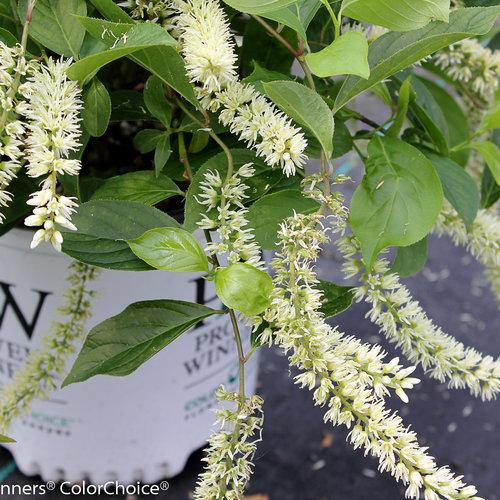Itea virginica 'Sprich'  - Little Henry® Sweetspire