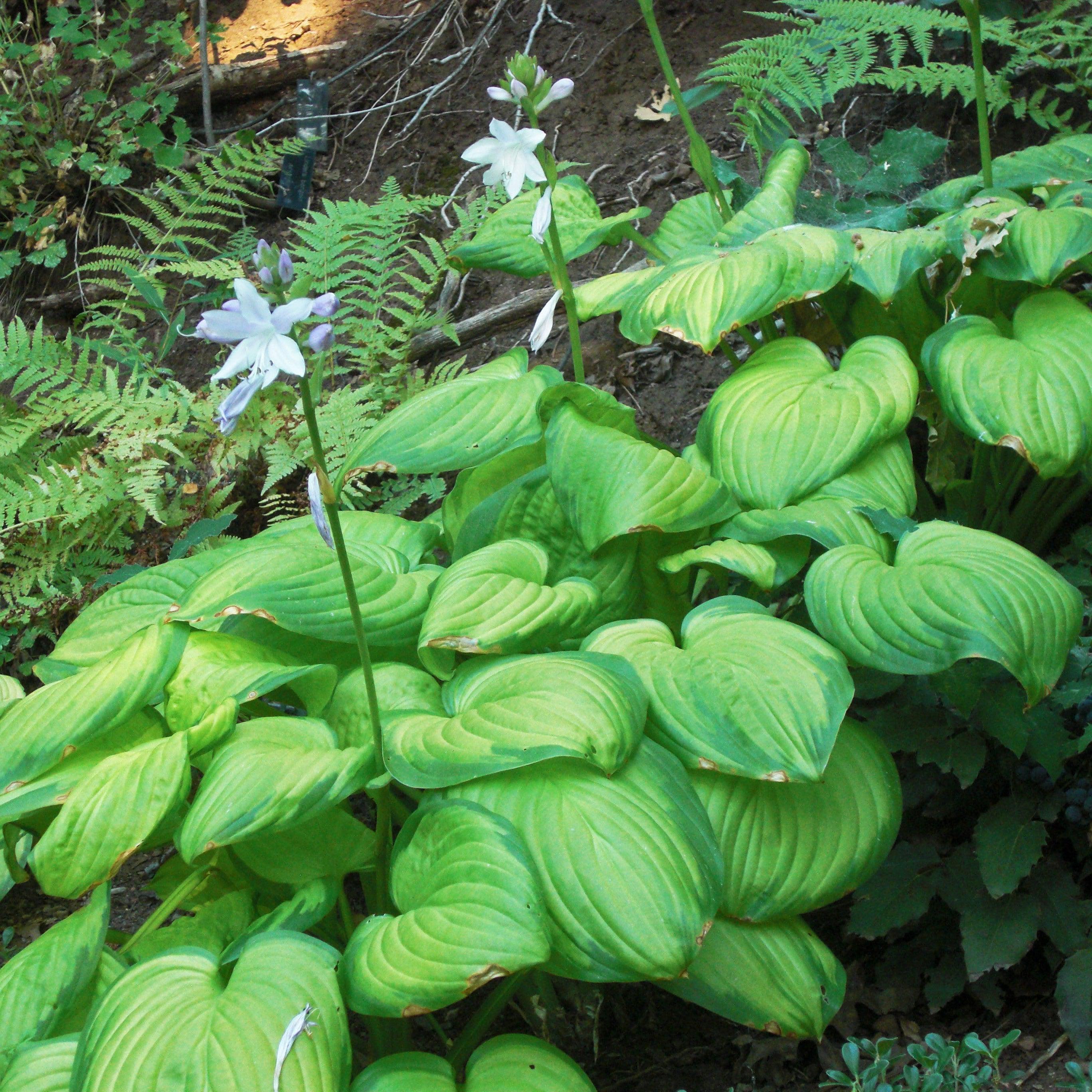 Stained Glass Hosta — Large Gold & Green Fragrant Shade Perennial