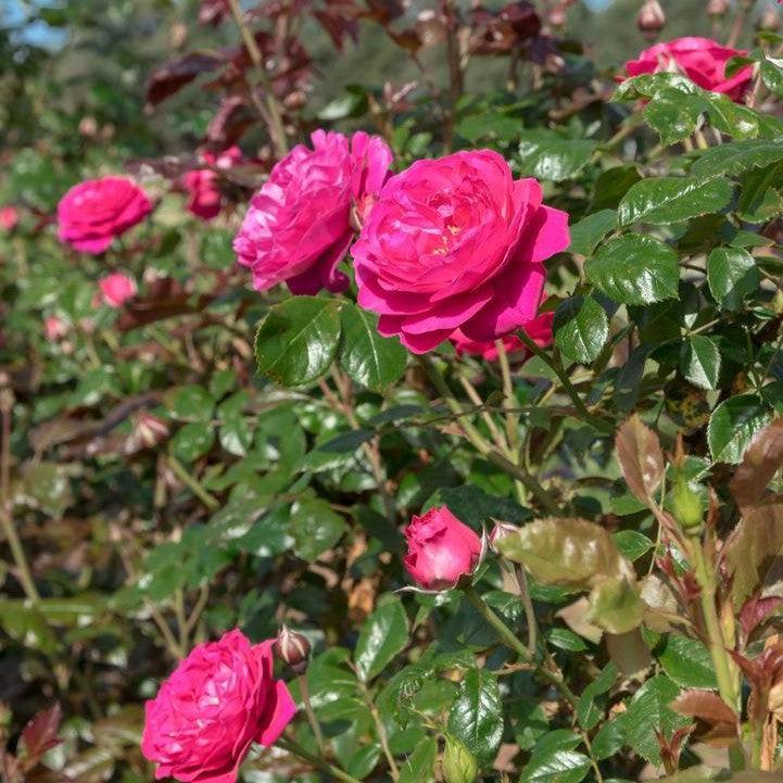 Rosa 'Meicatess' PP 34,789  - Loves Me, Loves Me Not™ Rose