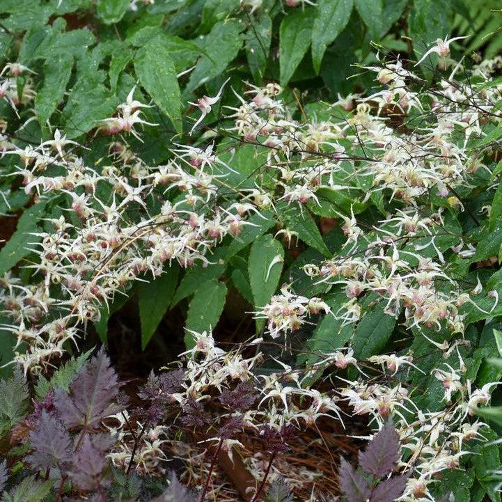 Epimedium 'Domino'  - Domino Barrenwort